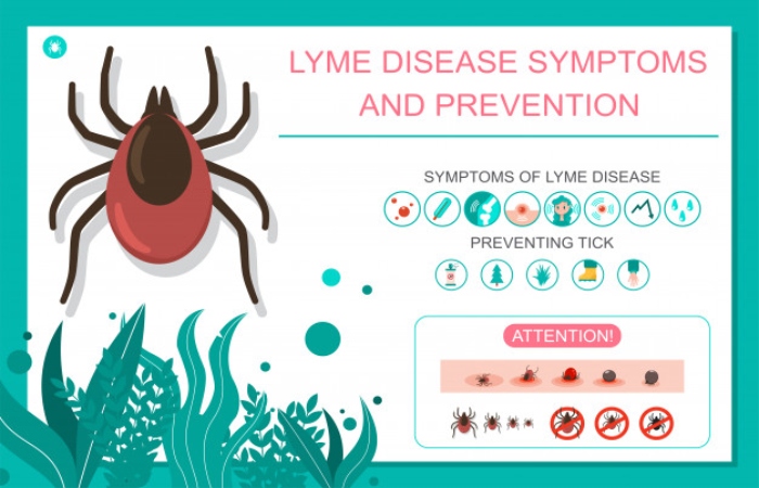 lyme disease 