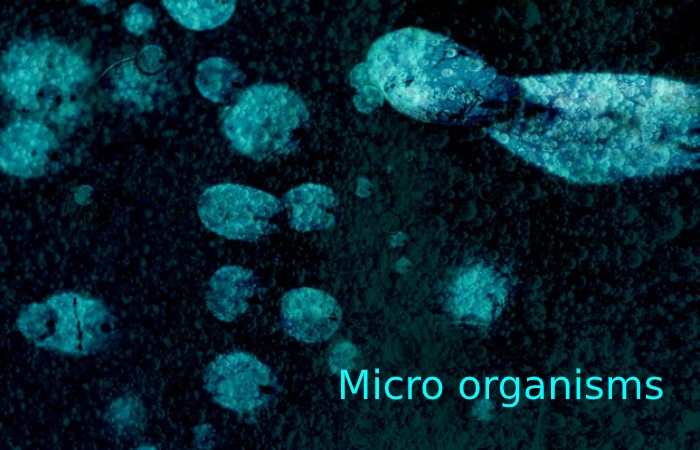 micro organisms