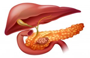 The pancreas - Anatomy, Functions and Common Diseases